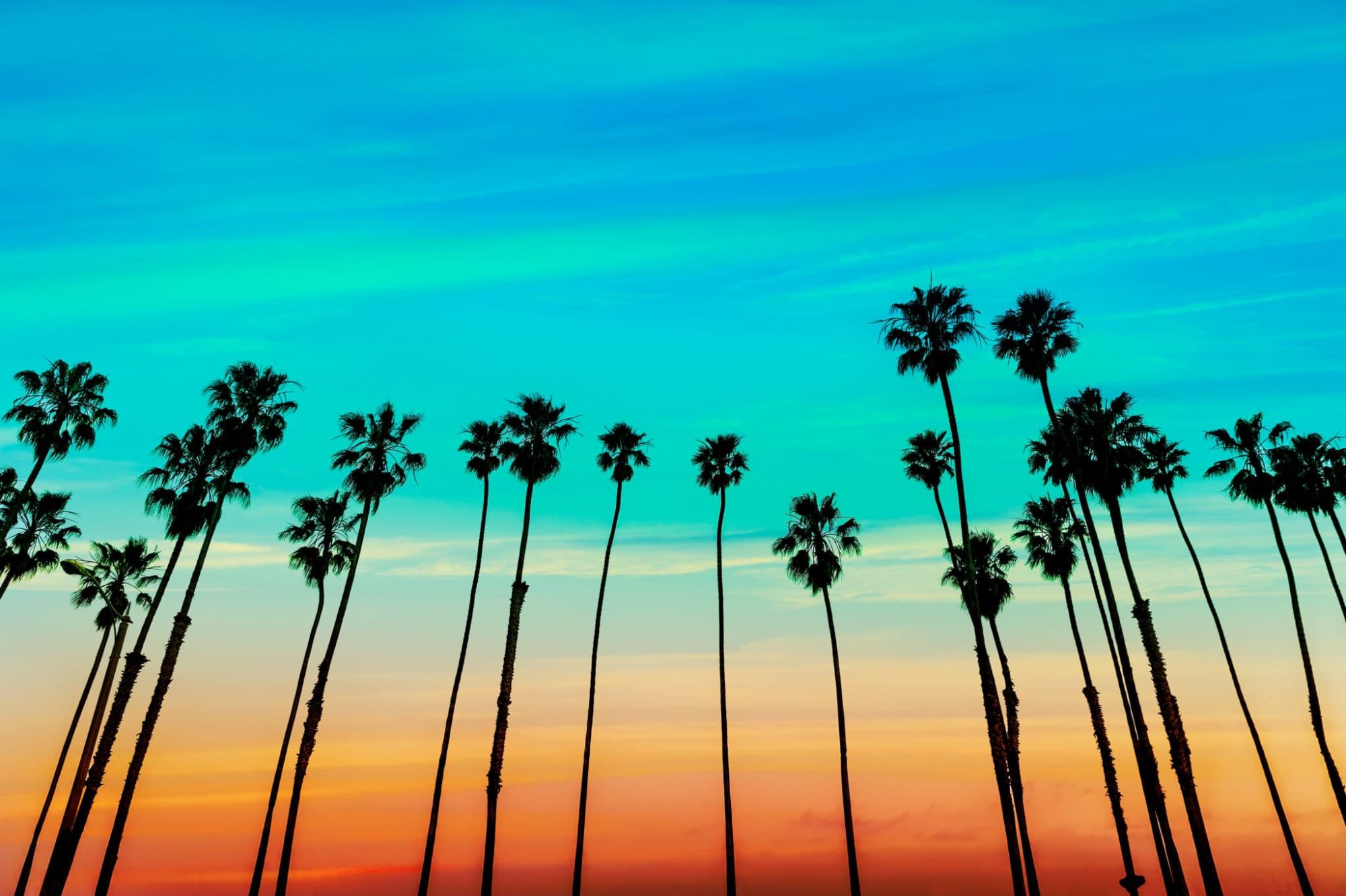 California sunset Palm trees in Santa Barbara